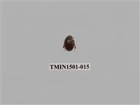 藏品(緣邊駝金龜)的圖片